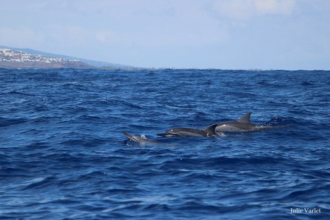 Nage avec les cétacés Réunion Plongée Saint-Leu La Réunion