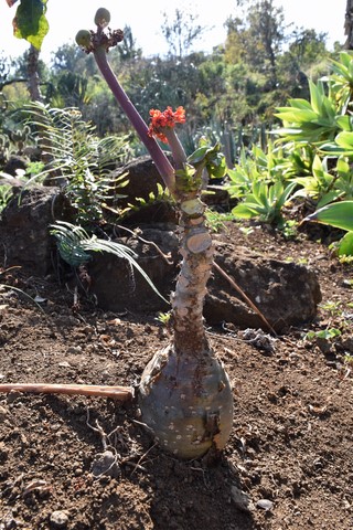 Cactus du conservatoire botanique national de mascarin Saint-Leu La Réunion