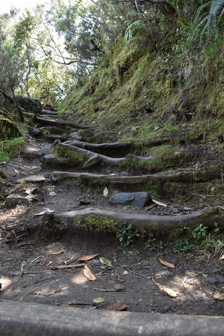 Sentier Bloc au refuge Piton des neiges Cilaos La Réunion