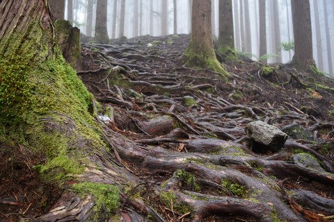 Les racines des sources Manouilh Hell-Bourg La Réunion
