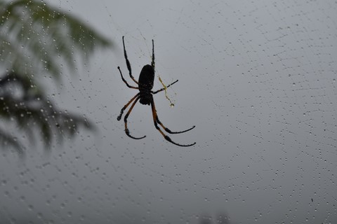 Bibe Maison Folio Hell-Bourg La Réunion