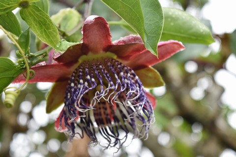 Fleur de fruit de la passion La maison Folio Hell-Bourg Salazie La Réunion