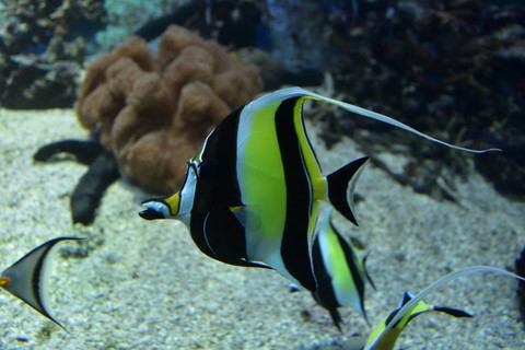Aquarium de la Réunion Saint-Gilles-Les-Bains La Réunion