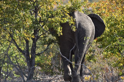 Elephant de dos Letaba Rest Camp Parc Kruger
