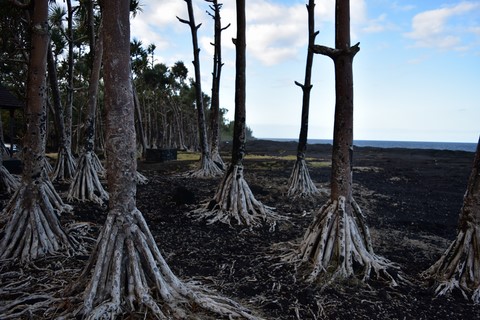 Puits Araba Sud Sauvage La Réunion
