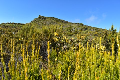 Le grand bénare sentier Maïdo La Réunion
