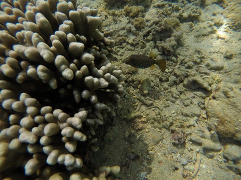 Poisson Coffre Le trou d'eau Saline-Les-Bains La Réunion