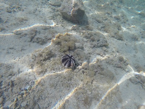 Oursin Le trou d'eau Saline-Les-Bains La Réunion