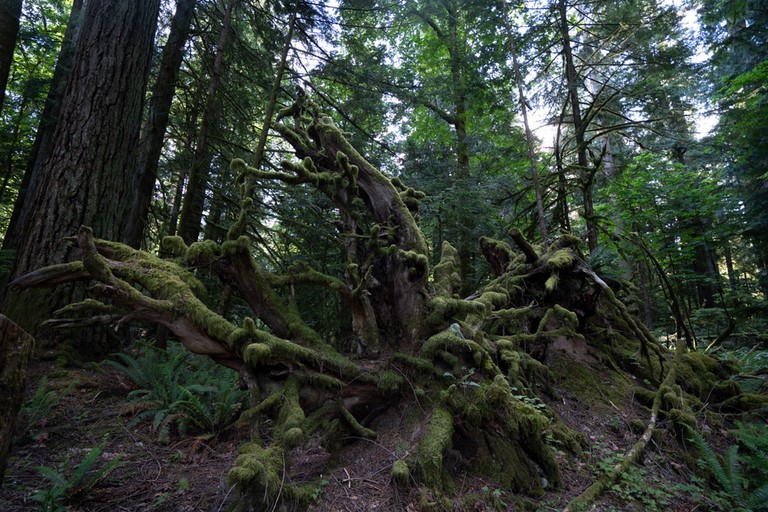 ld growth & living forest 2 MacMillan Vancouver Island Canada