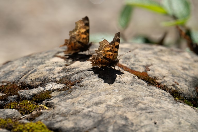 Papillons Yoho valley trail Yoho National Park