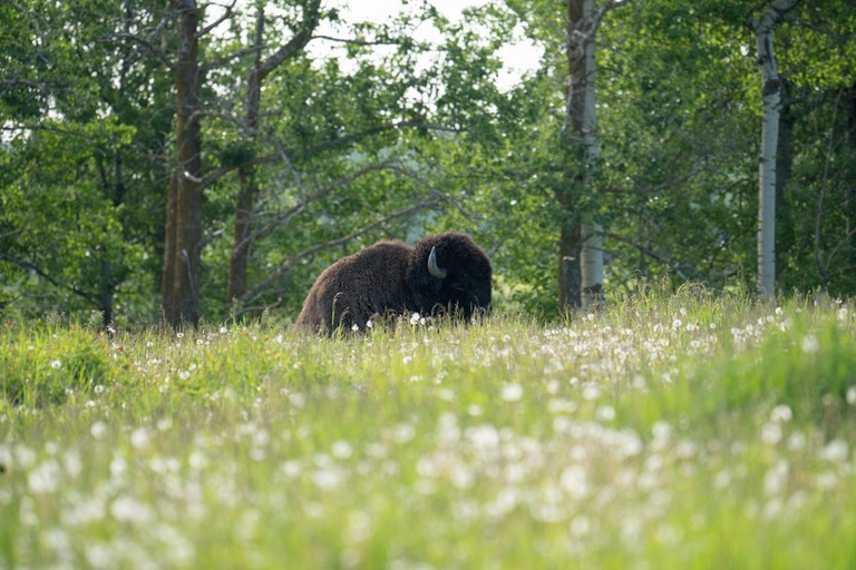 Bison 1 Elk Island Edmonton Canada
