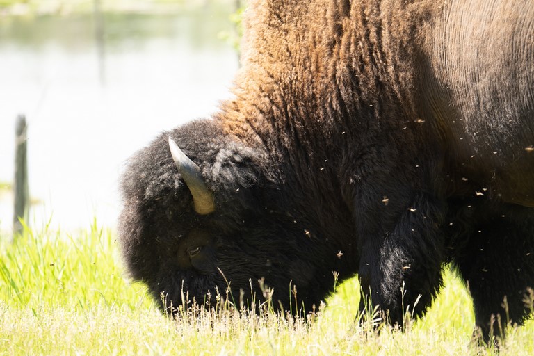 Bison 3 Elk Island Edmonton Canada