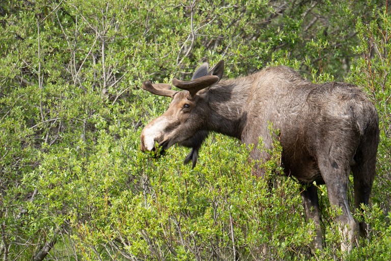 Orignal Jasper National Park Canada