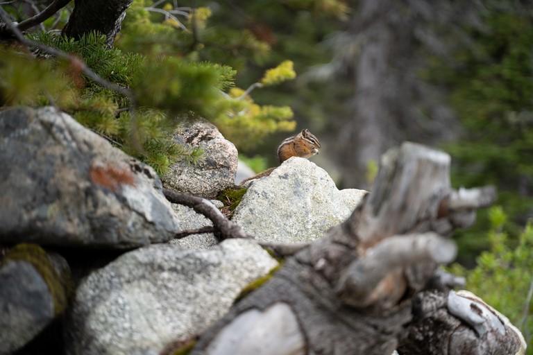 Chipmunk Joffres Lakes Canada