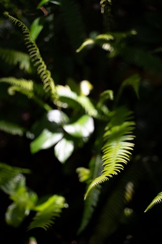 Rain Forest Tail Pacific Rim Vancouver Island Canada