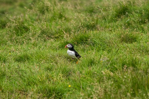 Puffin Storhofdi Vestmannaeujar Iles vestmann Islande Iceland