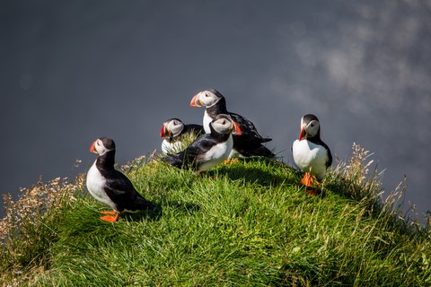 Groupe de macareux Péninsule de Dyrholaey Islande Iceland