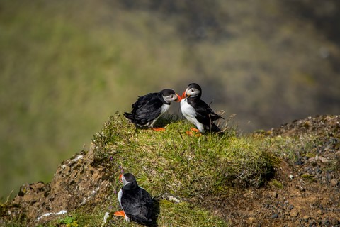 Bisou de macareux Péninsule de Dyrholaey Islande Iceland