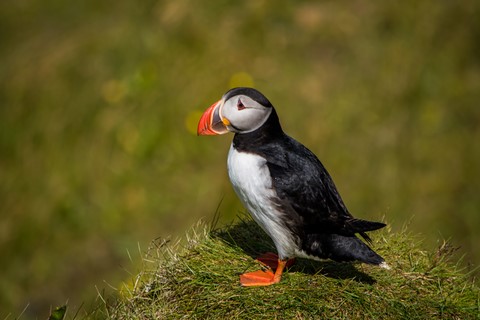 Un macareux Péninsule de Dyrholaey Islande Iceland