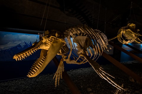 Whale Museum Husavik Islande Iceland