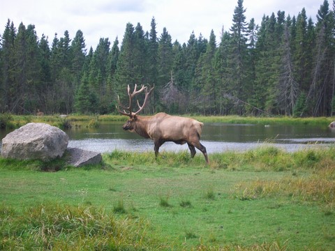 Zoo de Saint-Félicien Canada