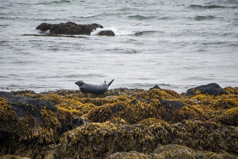 Ytri Tunga Seal Phoque Péninsule de Snaefelness Islande Iceland