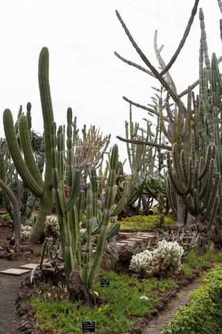 Jardin botanique 3 Funchal Madère