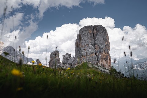 Fleurs Cinque Torri Dolomites