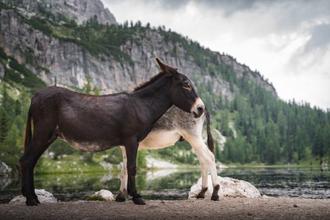 Anes Lago Fedèra Dolomites
