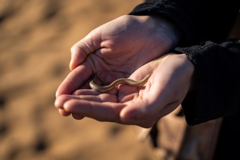 Orvet argenté Swakopmund Namibie