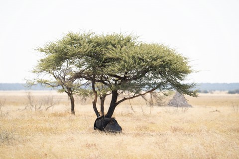 Etosha National Park Namibie