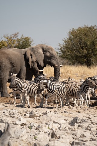 Point d'eau Namutoni Etosha Namibie