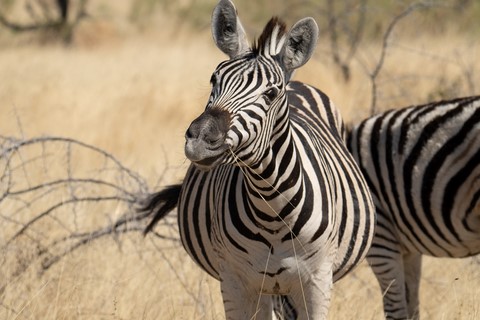 Zèbre face Halali Etosha Namibie
