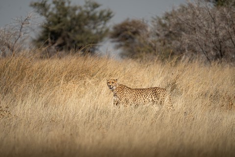 Guépard Halali Etosha Namibie