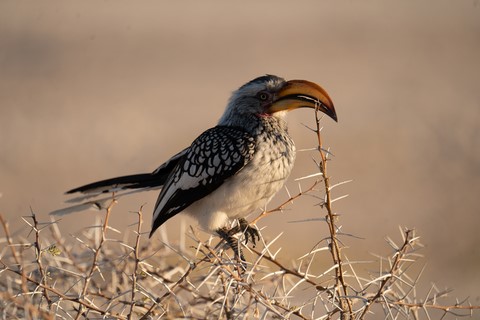 Calao D'Afrique du Sud Halali Etosha Namibie