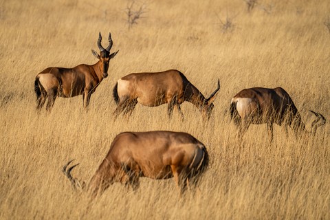 Red Hartebeest Halali Etosha Namibie