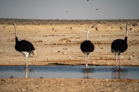 Autruches et chacal Okaukuejo Etosha Namibie