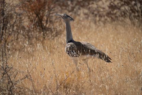 Outarde Kori Okaukuejo Etosha Namibie