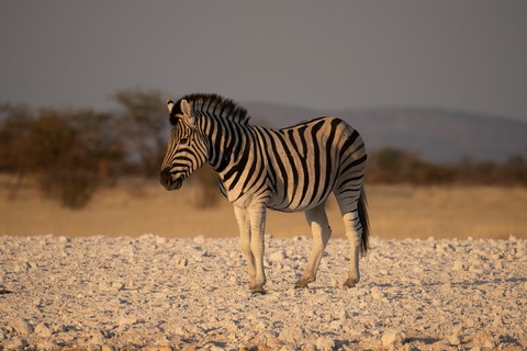 Zèbre Olifantrus Camp Etosha Namibie