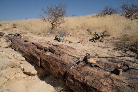 Petrified forest Twyfelfontein Namibie
