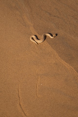 Crotale Swakopmund Namibie