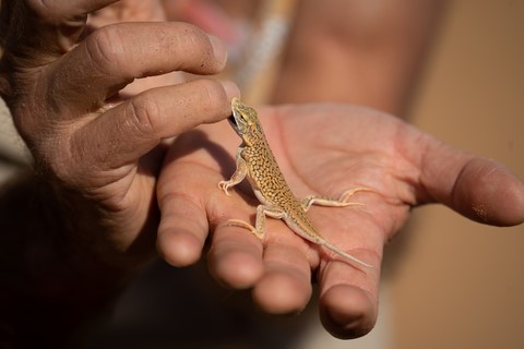 Lézard Swakopmund Namibie