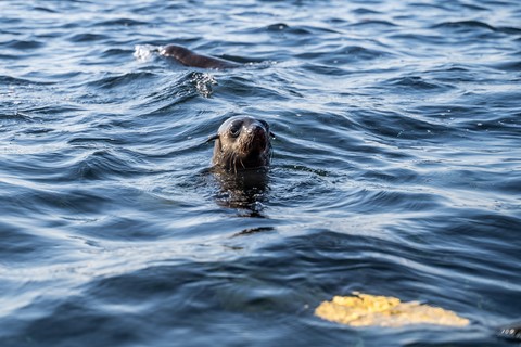 Phoque Kayak Pelican Point Walvis Bay Namibie