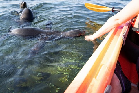 Kayak Pelican Point Walvis Bay Namibie
