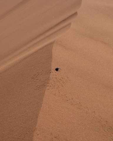 Big Mamma Scarabée Sossusvlei Namibie