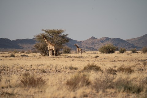 Girafe Fish River canyon Namibie