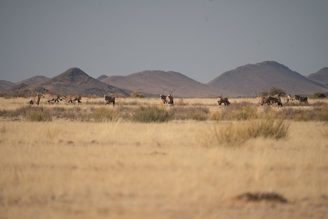 Oryx Fish River canyon Namibie