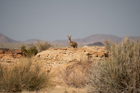 Steenbok Fish River canyon Namibie