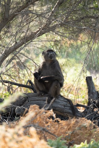 Babouin Naukluft Namibie