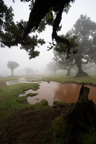 Fanal forest 2 Madère